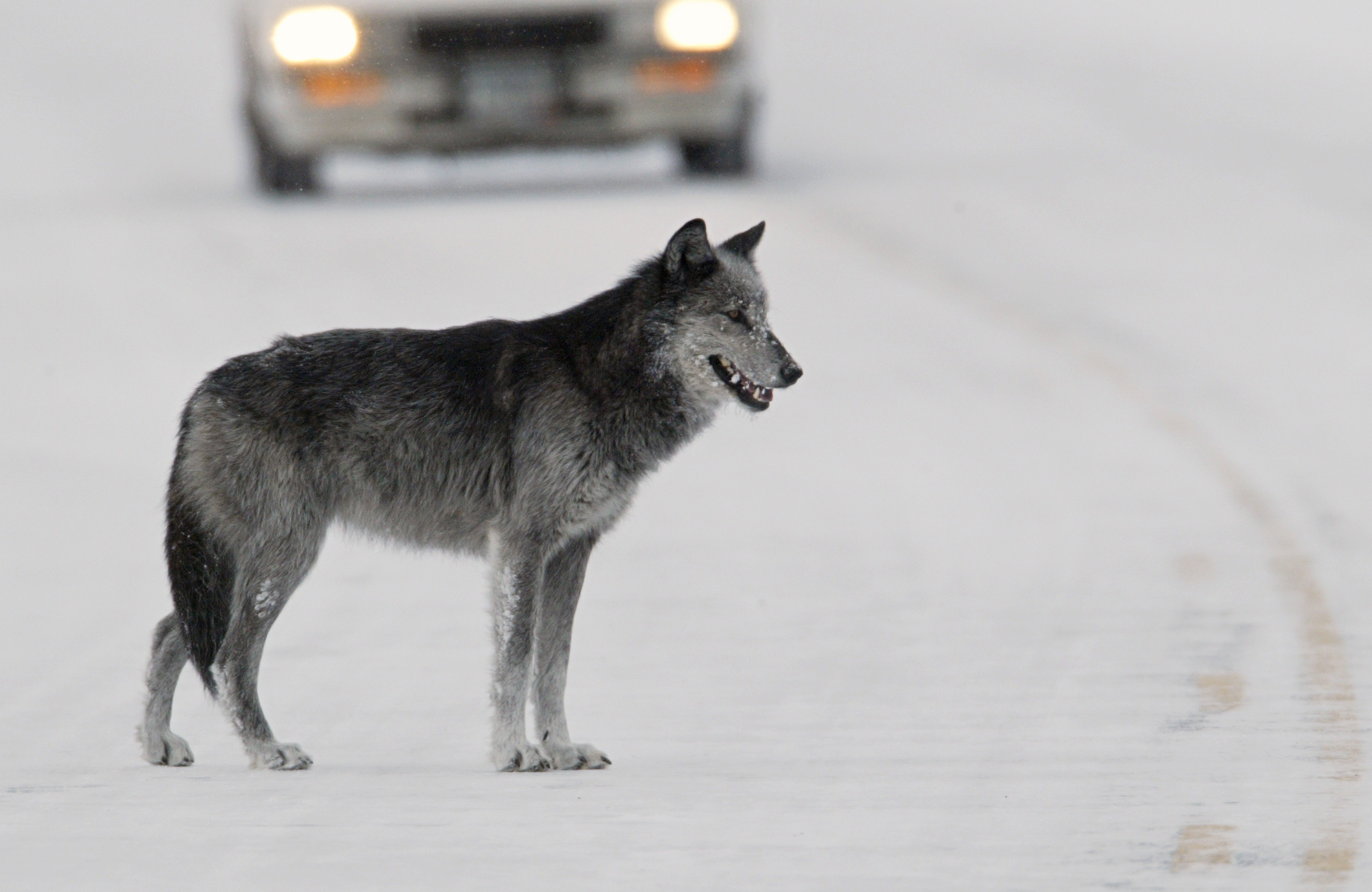 Wolf stands in road as car stops.