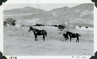 This is an historic black and white photograph from the Scotty's Castle Historic Photograph Collection, Death Valley National Park of two horses and a colt stand broadside in dirt pasture. Tree, piles of tile and lumber, large metal tanks, and two sections of building with Spanish tile roof in middle ground. Barren mountains in background. Inscriptions in black ink along lower border.