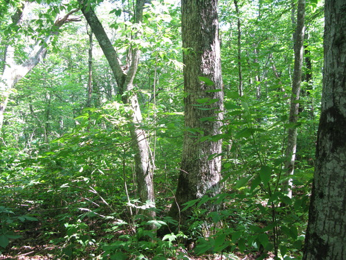 GRSM Accuracy Assessment. Plot Code: GRSM_AA_0495_2