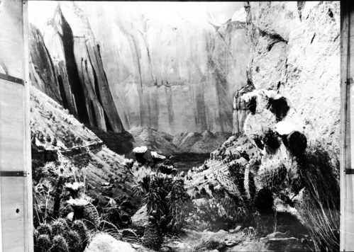 Diorama of canyon vegetation in museum. Created by Civilian Conservation Corps (CCC) workers at the Western Museum Laboratory (WML) on Fulton Street, Berkeley, California.