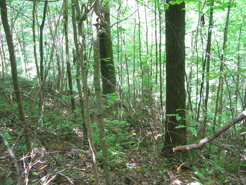 GRSM Accuracy Assessment. Plot Code: GRSM_AA_0931_5