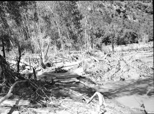 Tree planting and willow 'spider' jetties to deposit sediment and deflect river flow to right, near Union Pacific Sewer farm.