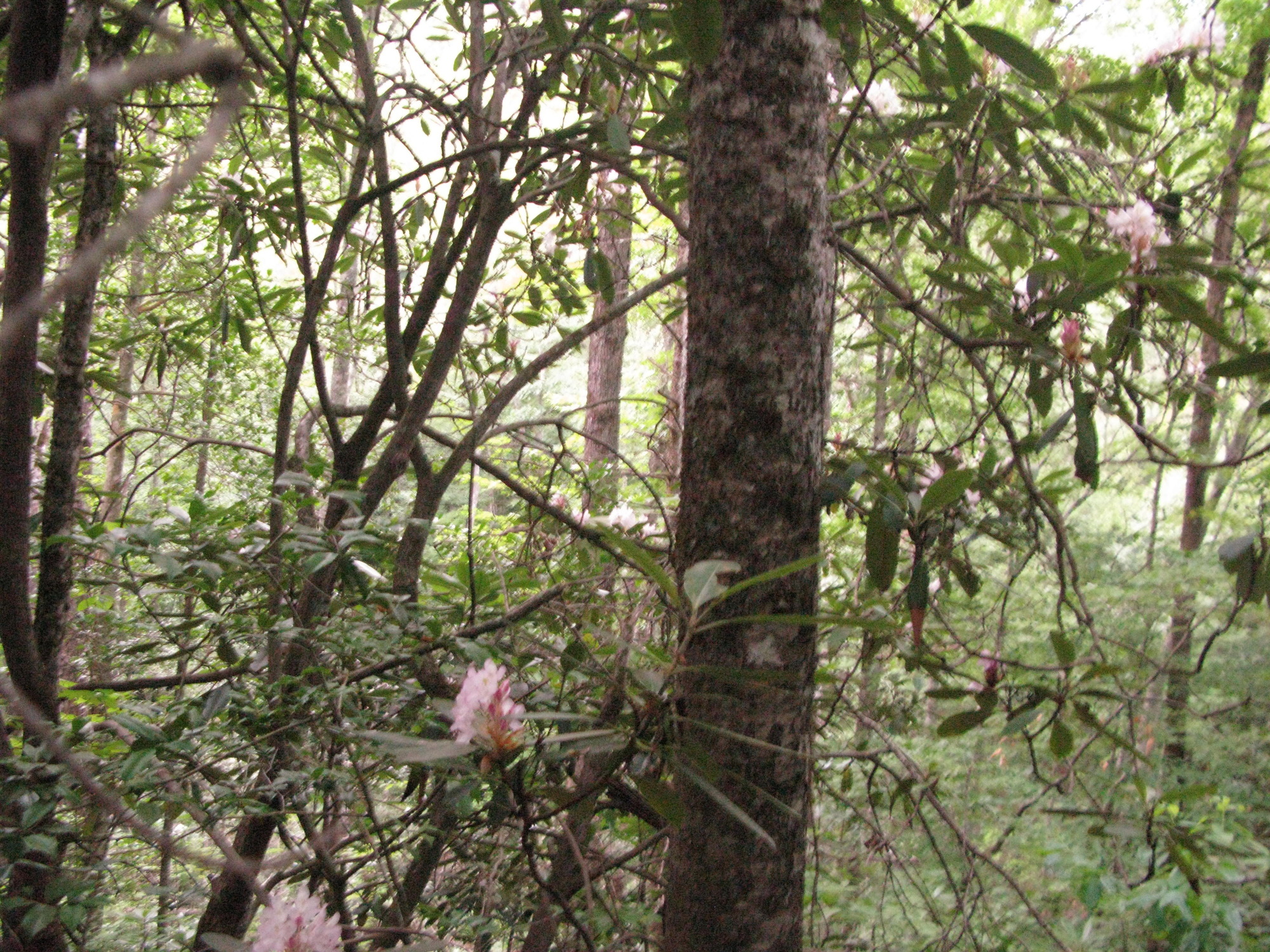 GRSM Accuracy Assessment. Plot Code: GRSM_AA_0169_6