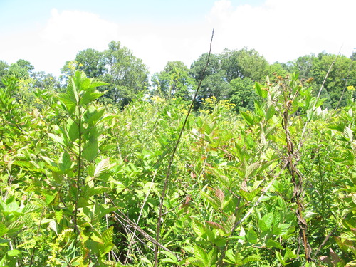 GRSM Accuracy Assessment. Plot Code: GRSM_AA_0780_6