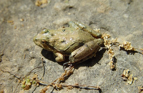 a northern cricket frog on a rock
