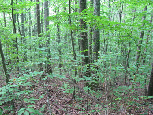 GRSM Accuracy Assessment. Plot Code: GRSM_AA_0259_4