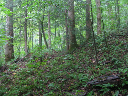 GRSM Accuracy Assessment. Plot Code: GRSM_AA_0031_4