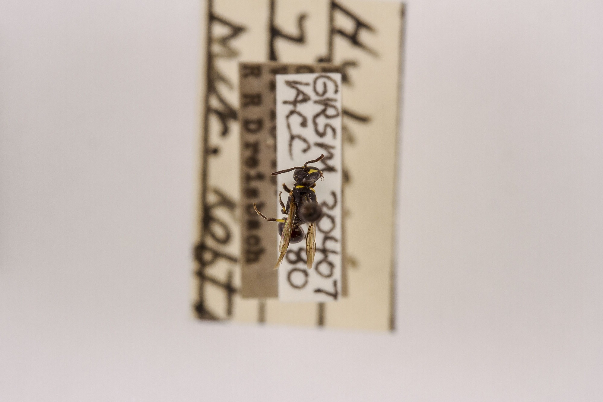 Image of Hylaeus modestus, a species of Animalia