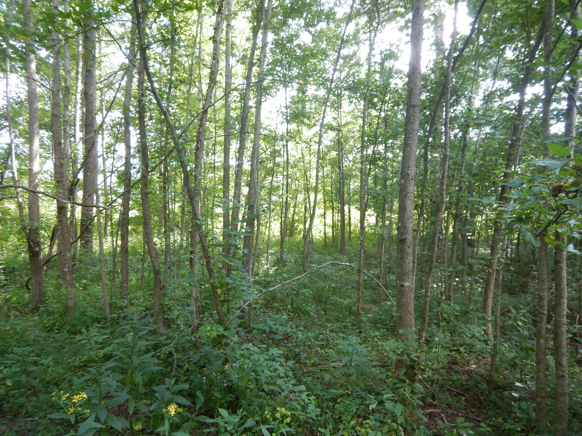 GRSM Accuracy Assessment. Plot Code: GRSM_AA_0712_4