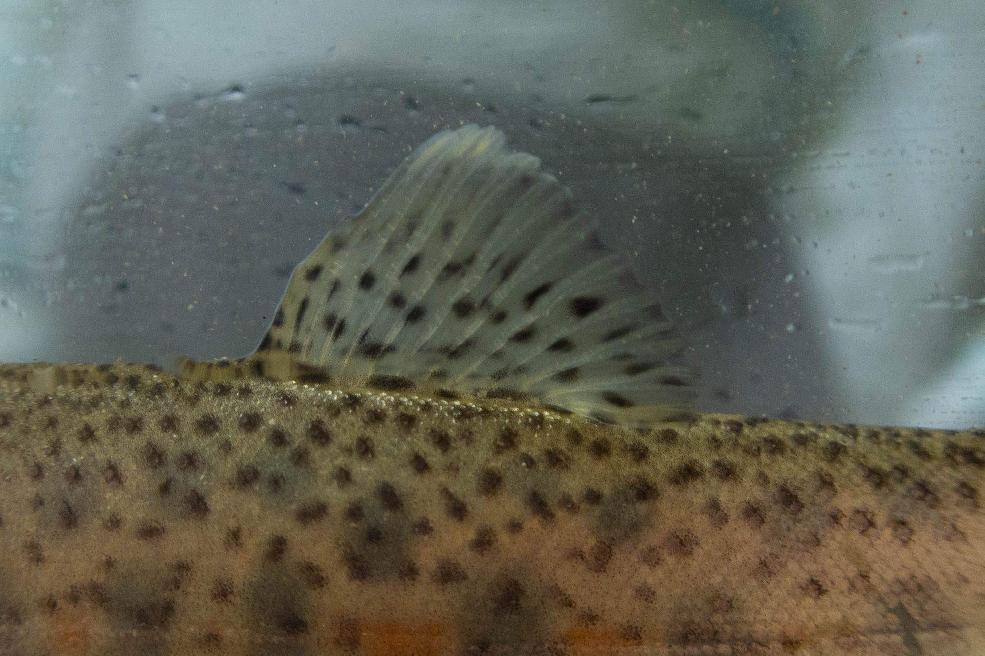 Oncorhynchus mykiss (rainbow trout) - dorsal fin, juvenile