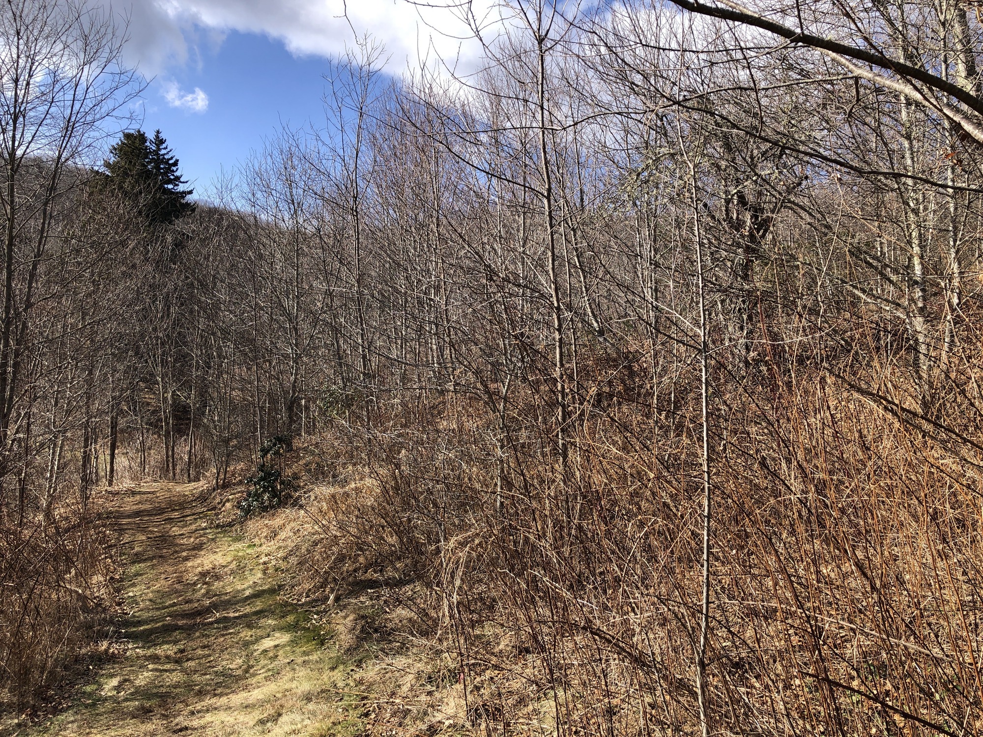 A trail is cut through gently sloping terrain, dense with small trees and brushy undergrowth. 