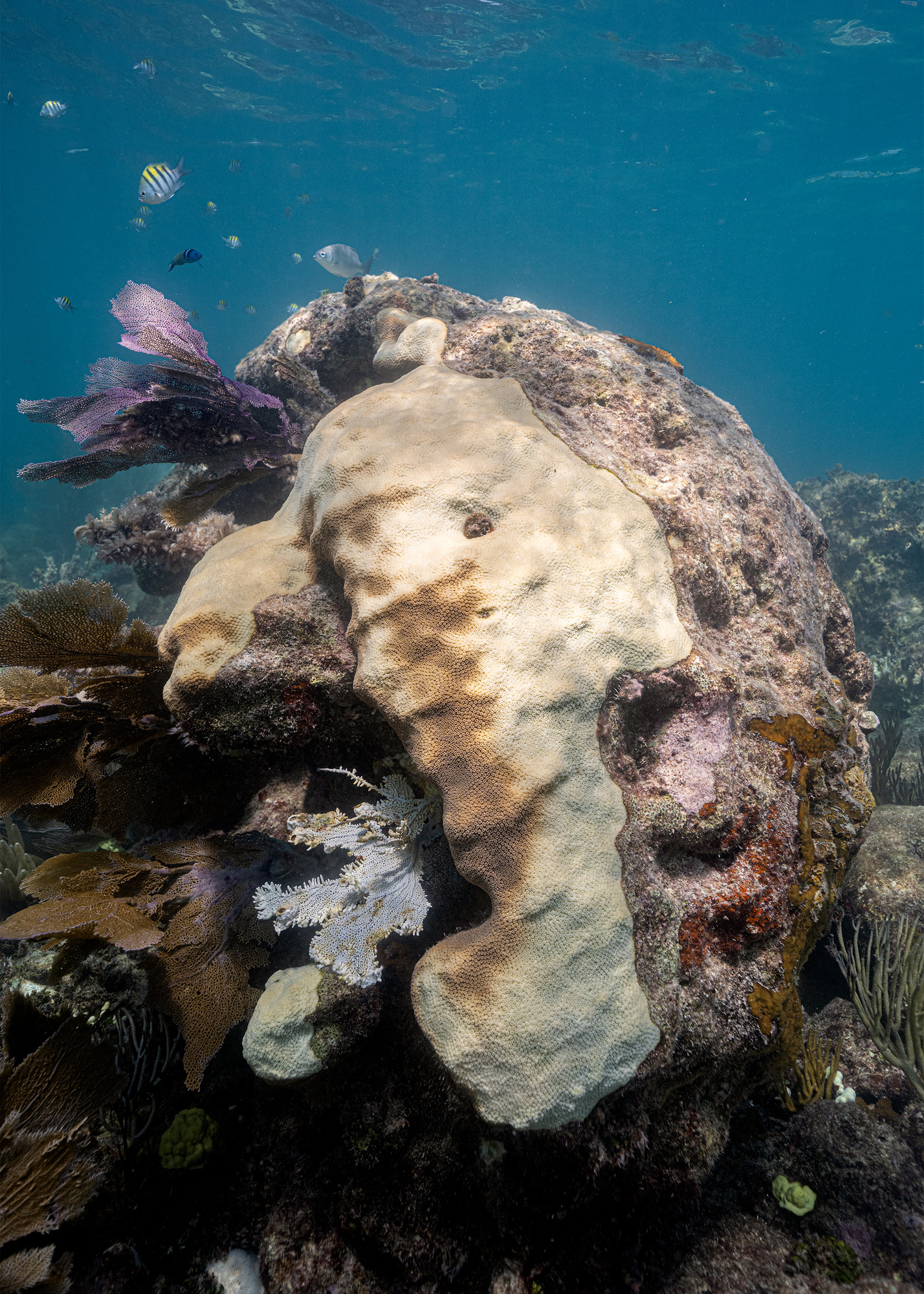 A remaining patch of coral polyps grow on the side of a boulder. It is mostly bleached, but towards the center many polyps are still brown. Many small fish swim around the margins.