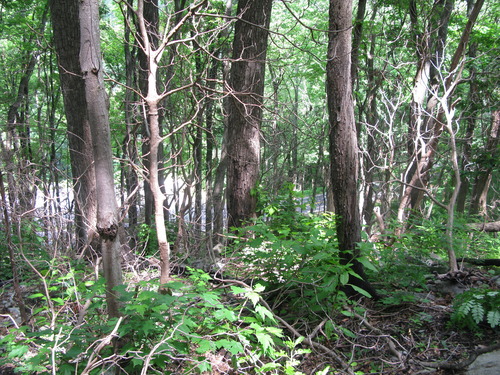 GRSM Accuracy Assessment. Plot Code: GRSM_AA_0399