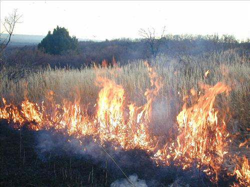 Low intensity flames in grasses during Far View prescribed fire, November 2001