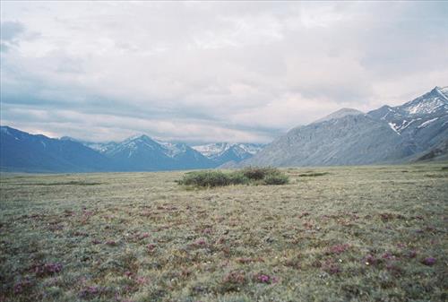 6 Gates of the Arctic National Park and Preserve Itkillik Birds Survey June 2006