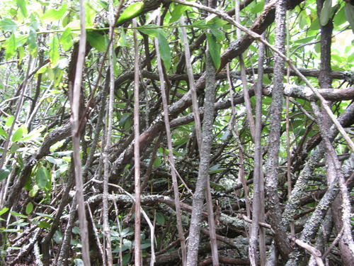 GRSM Accuracy Assessment. Plot Code: GRSM_AA_0072_5