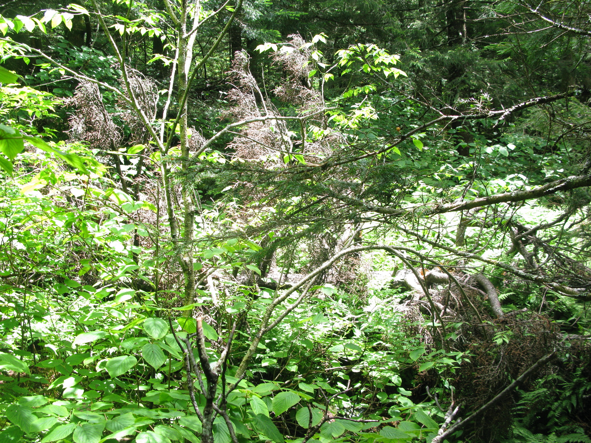 GRSM Accuracy Assessment. Plot Code: GRSM_AA_0494_4