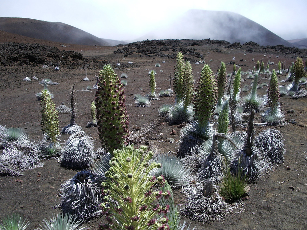 Silverswords blooming along Sliding Sands Trail