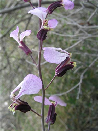 Streptanthus cutleri. Big Bend National Park, Tunnel. March 2007