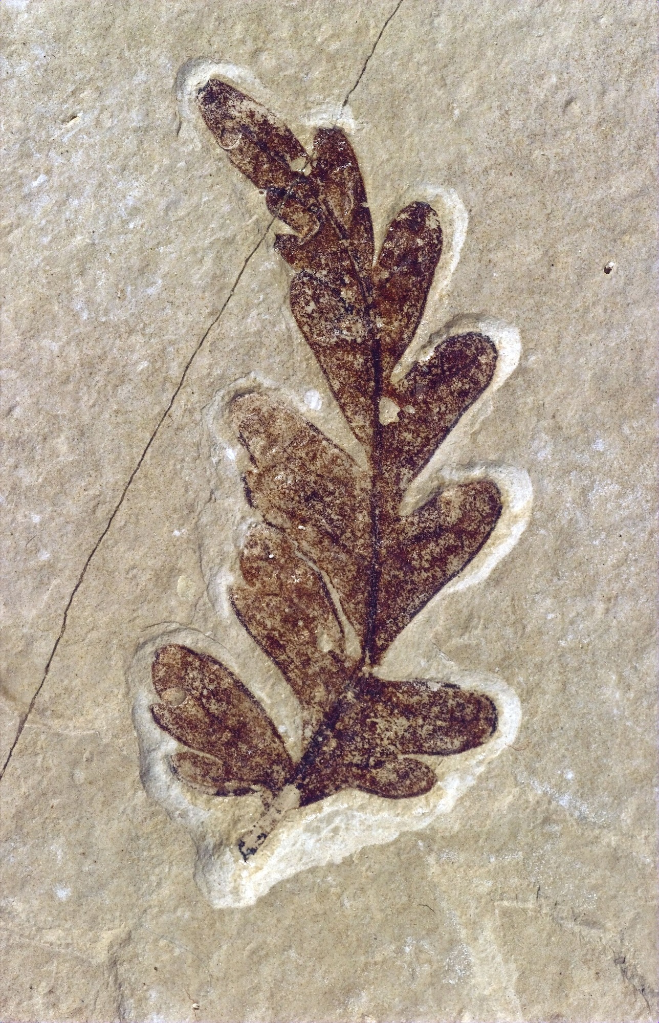 A dark brown fossil on tan stone.  The leaf is lobed with the lobes alternating on each side of the mid rib.  The leaf curls slightly to the left and a crack in the stone crosses the fossil near its tip.