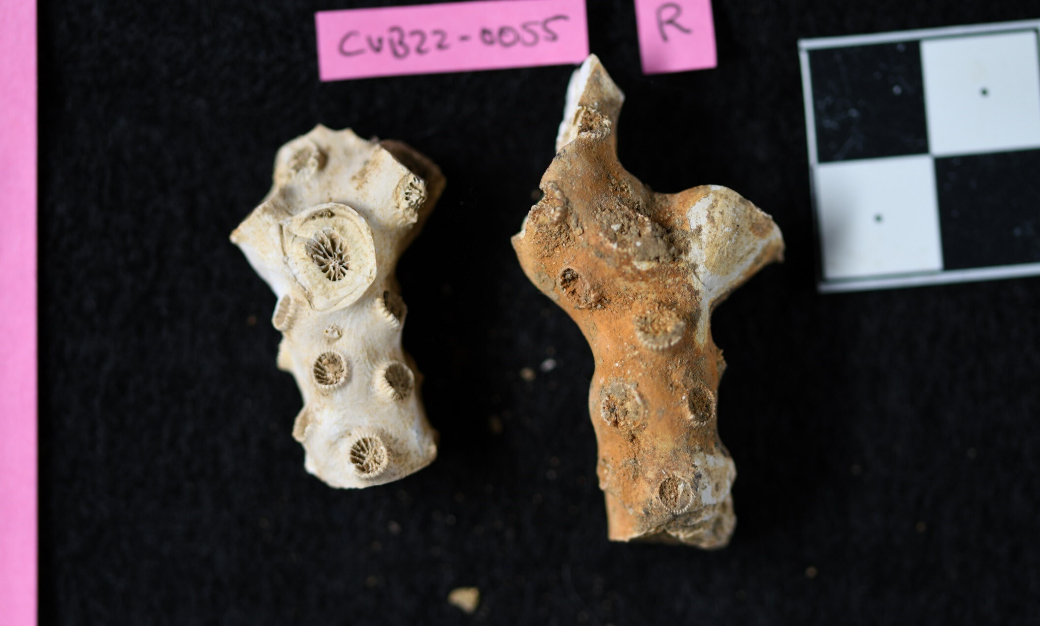A photo of two knobbly coral specimens, resembling short segments of stems with circular structures on them featuring radiating lines.
