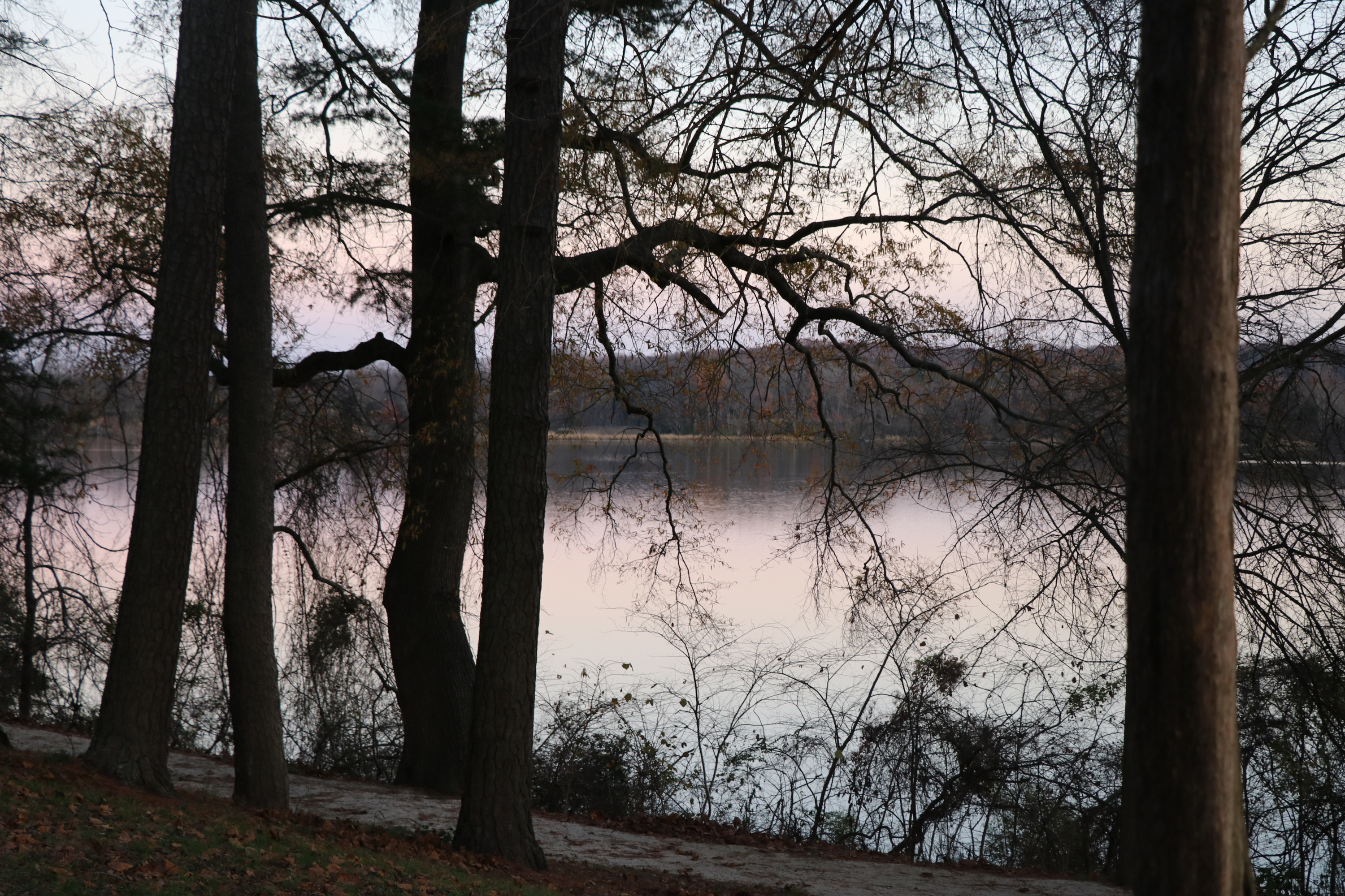 Popes Creek from upper trail to the Historic Area at Sunset. View is through trees. 