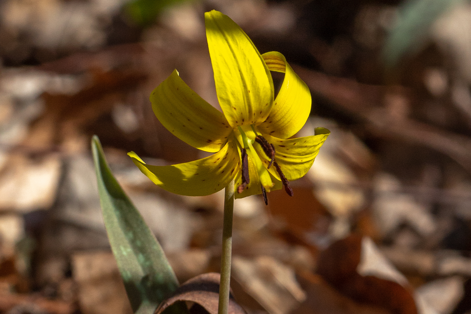 Deep yellow petals curl back from the flower head, resembling a banana peel.
