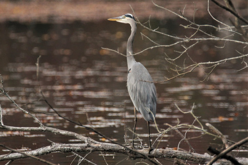 The large, long legged, gray blue, long necked bird stands on a branch in front of the water.