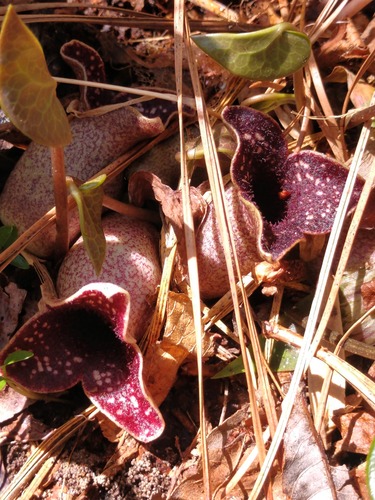 Largeflower Heartleaf (Ginger)