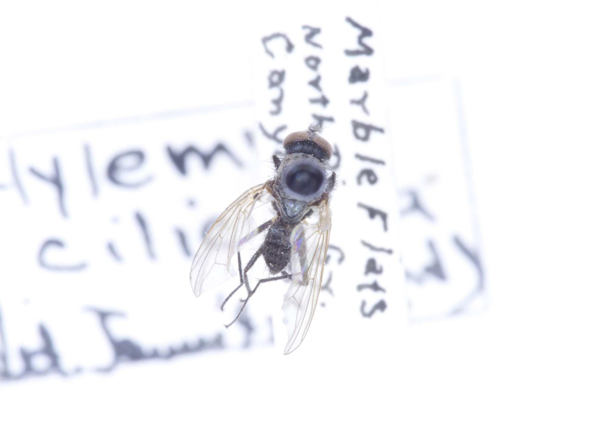 Hylemya cilicrura, det. James 1945, GRCA 52696, Marble Flats, North Rim Grand Canyon, AZ. 11 August 1953, W.F. McKean_1.JPG