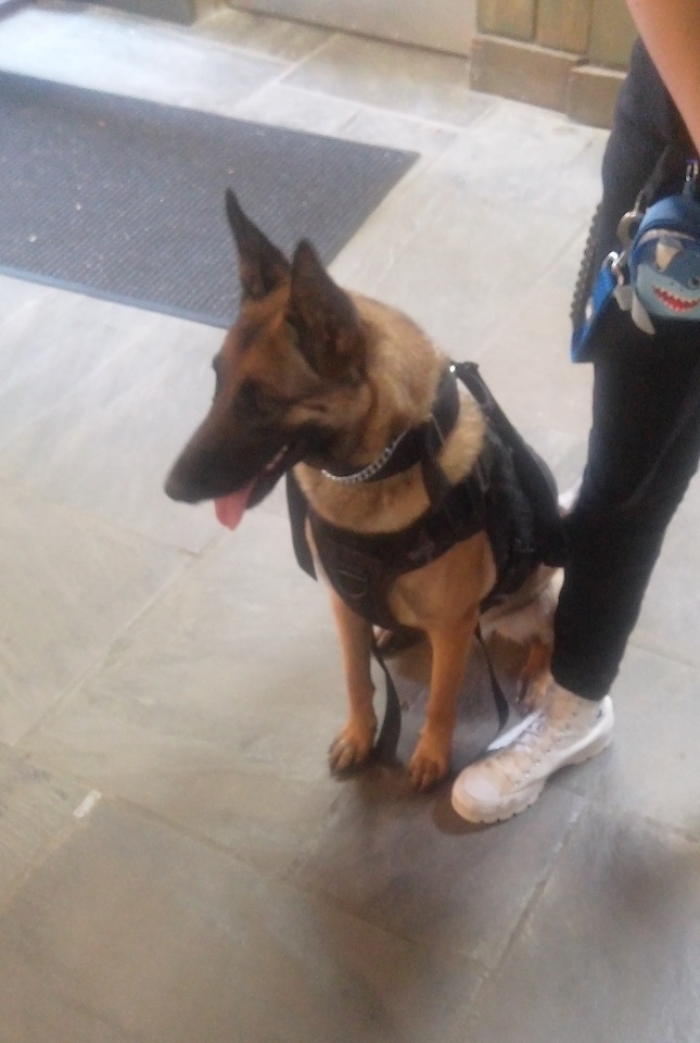 Dog sitting on the floor