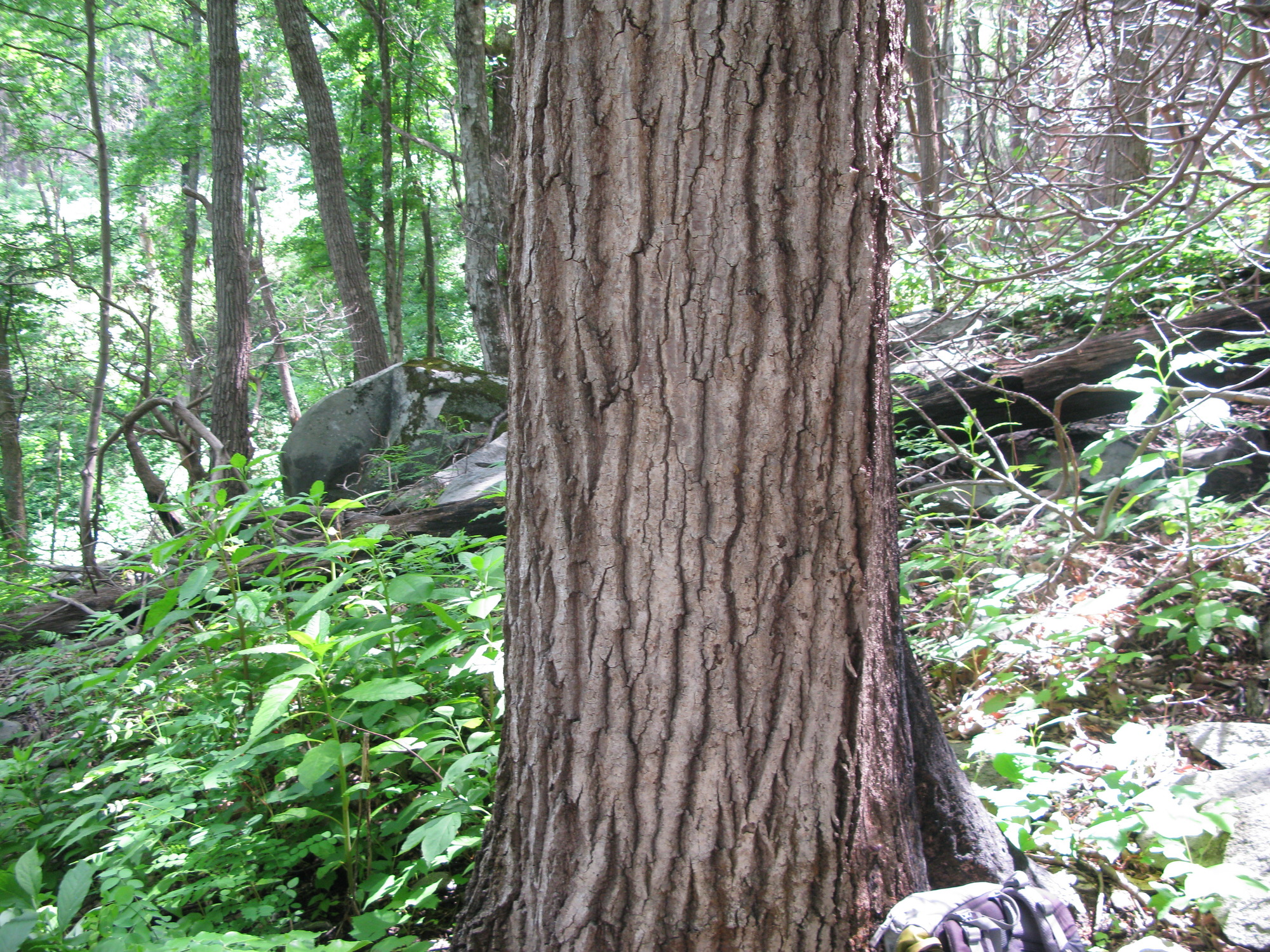 GRSM Accuracy Assessment. Plot Code: GRSM_AA_0399