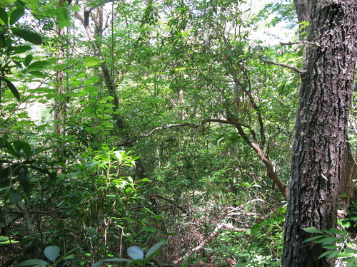 GRSM Accuracy Assessment. Plot Code: GRSM_AA_0062_2