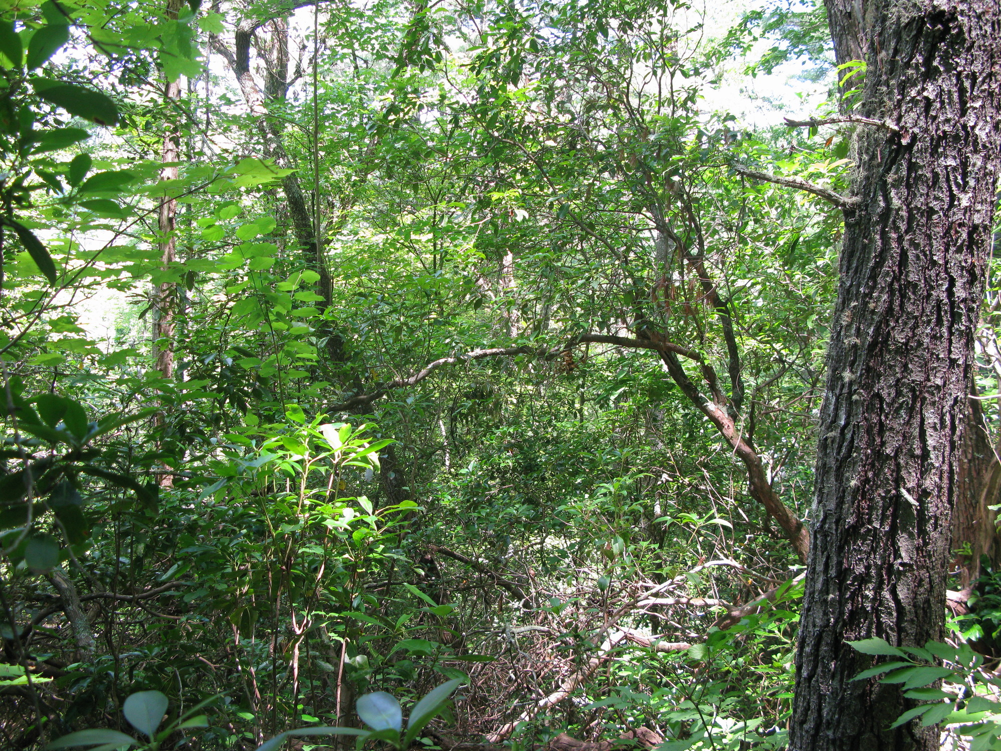 GRSM Accuracy Assessment. Plot Code: GRSM_AA_0062_2