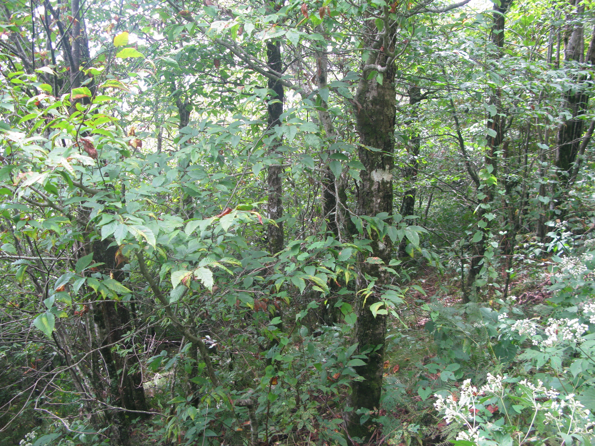 GRSM Accuracy Assessment. Plot Code: GRSM_AA_0467_6