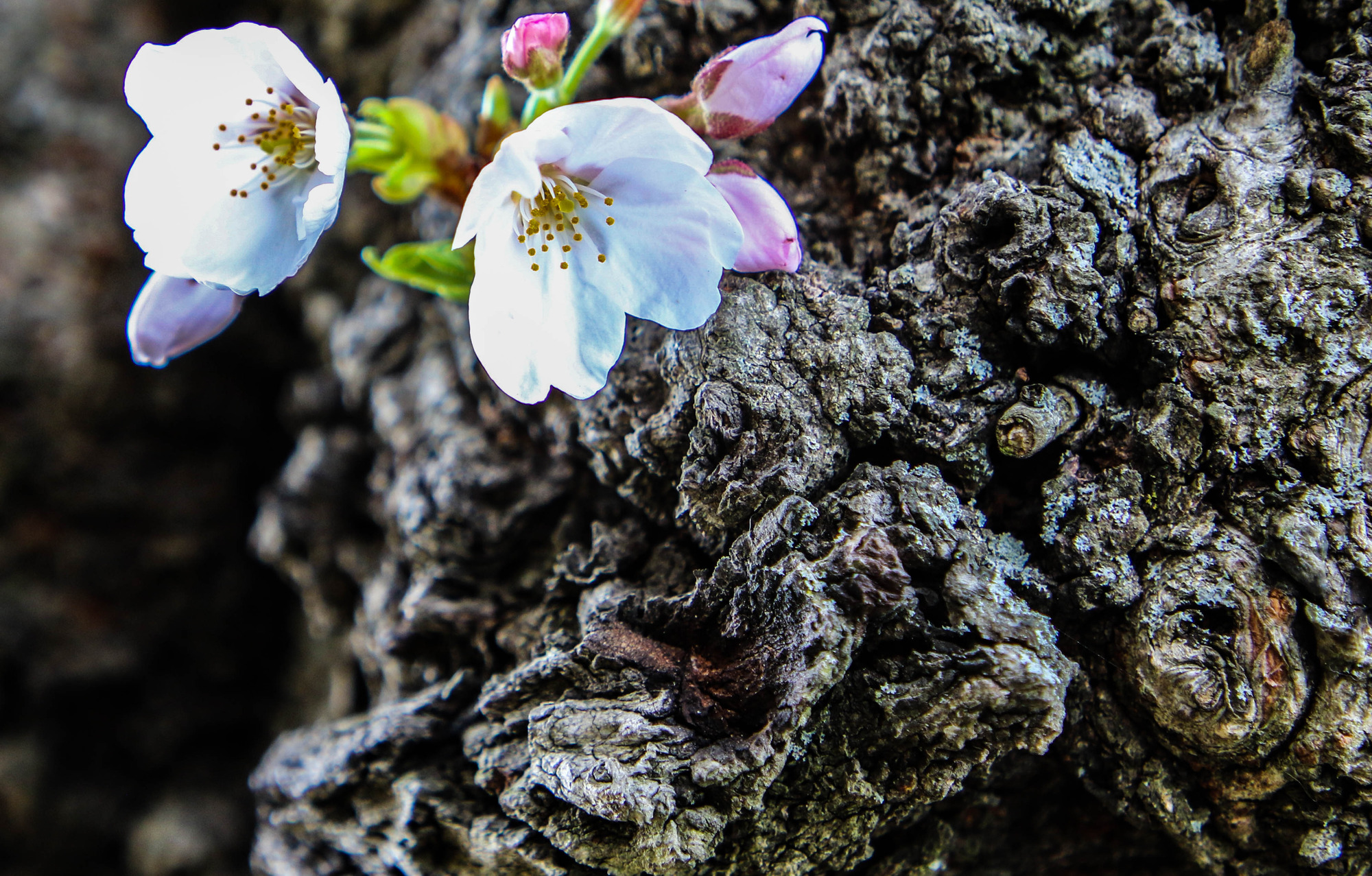 Cherry blossoms on a tree trunk