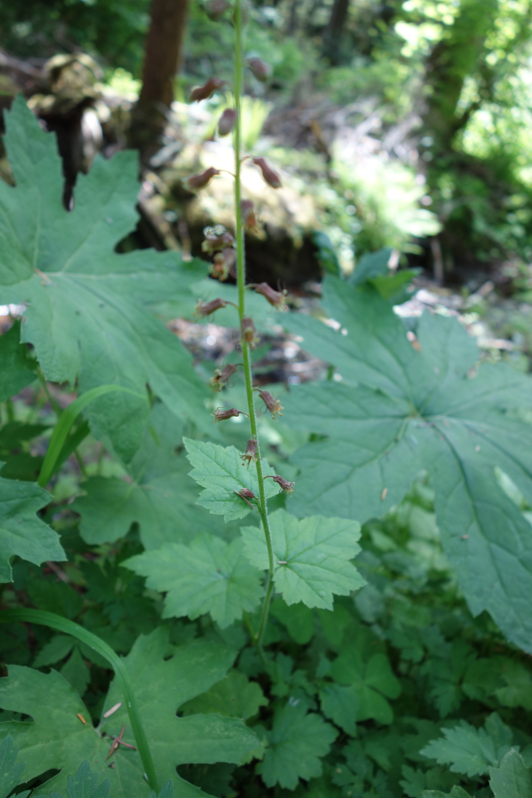 A plant with a tall stem supporting brownish-red blooms and lobed maple-like leaves.