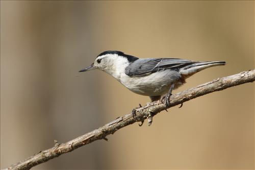 White-breasted nuthatch in Cuyahoga Valley National Park