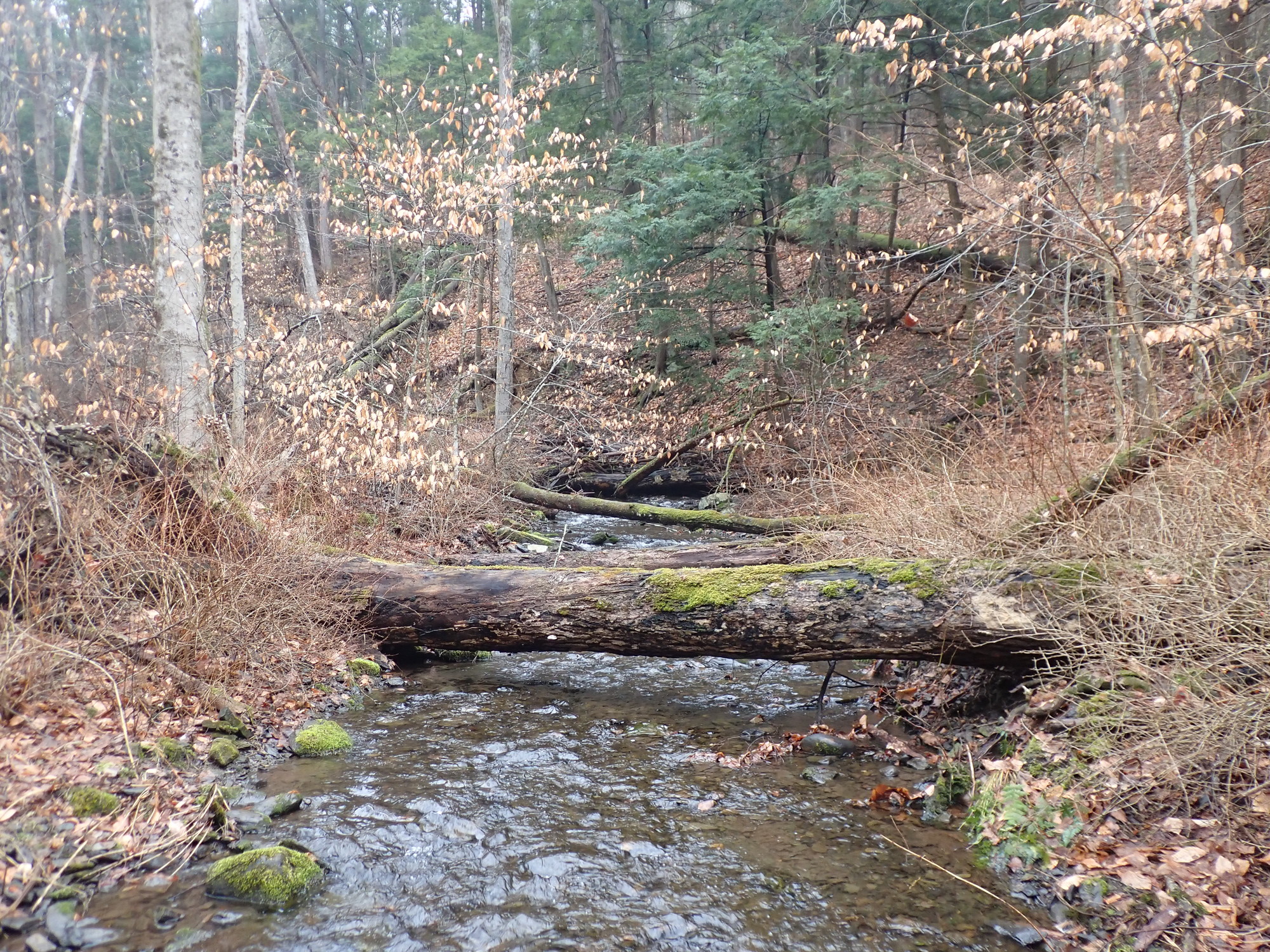 Site visit photo showing the upstream (UP) or downstream (DN) view of a wadeable stream reach taken during benthic macroinvertebrate monitoring at Delaware Water Gap National Recreation Area.