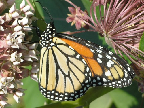 Female Monarch