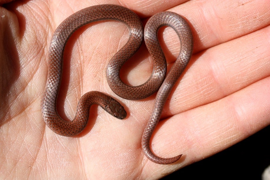 Sharp-tail snake being held