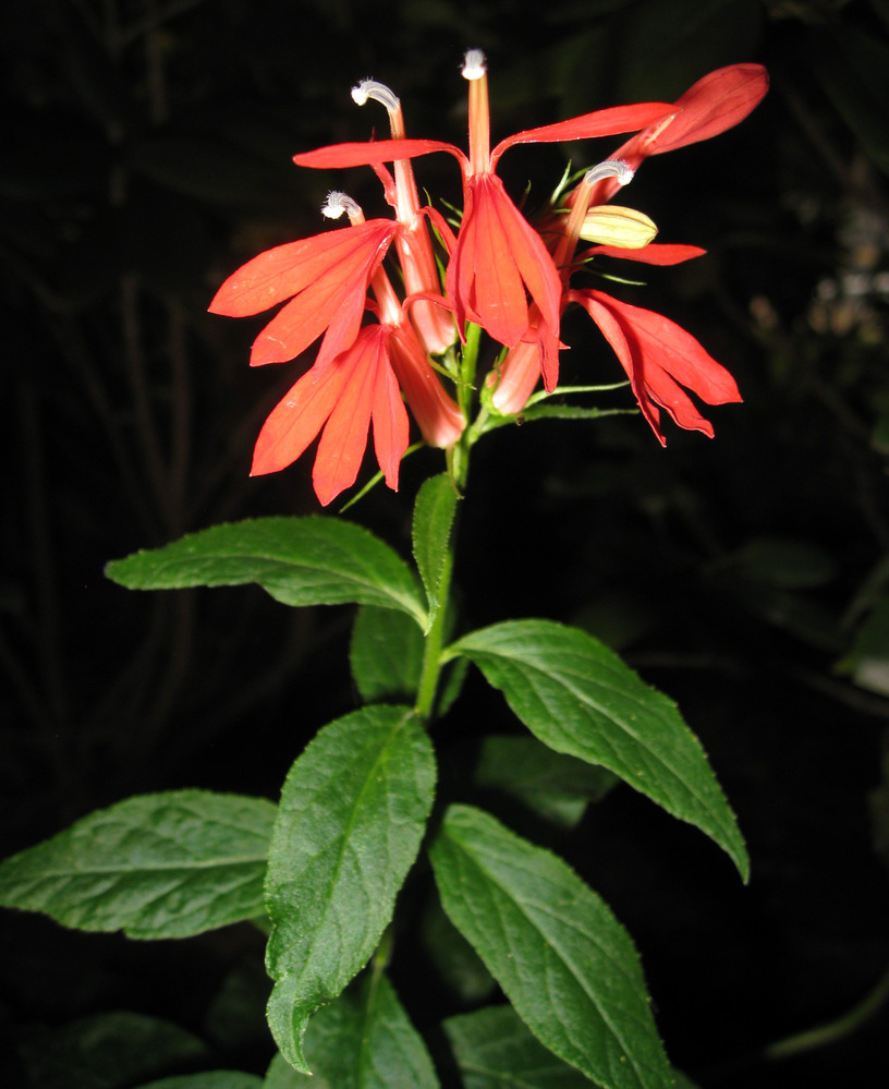 Cardinal Flower