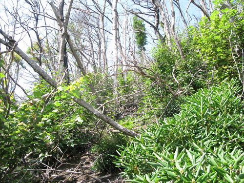 GRSM Accuracy Assessment. Plot Code: GRSM_AA_0736_2