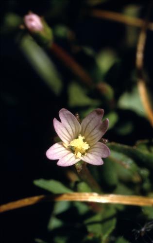 Badlands Flowers: Red, Pink, Blue