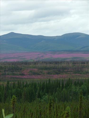 10 Yukon-Charley Rivers National Preserve Peregrine Falcon Survey July 2006