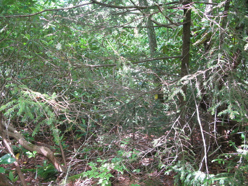 GRSM Accuracy Assessment. Plot Code: GRSM_AA_0599_5