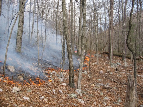 A creeping ground fire moving down slope during the Lewis Mountain Fire 2006.