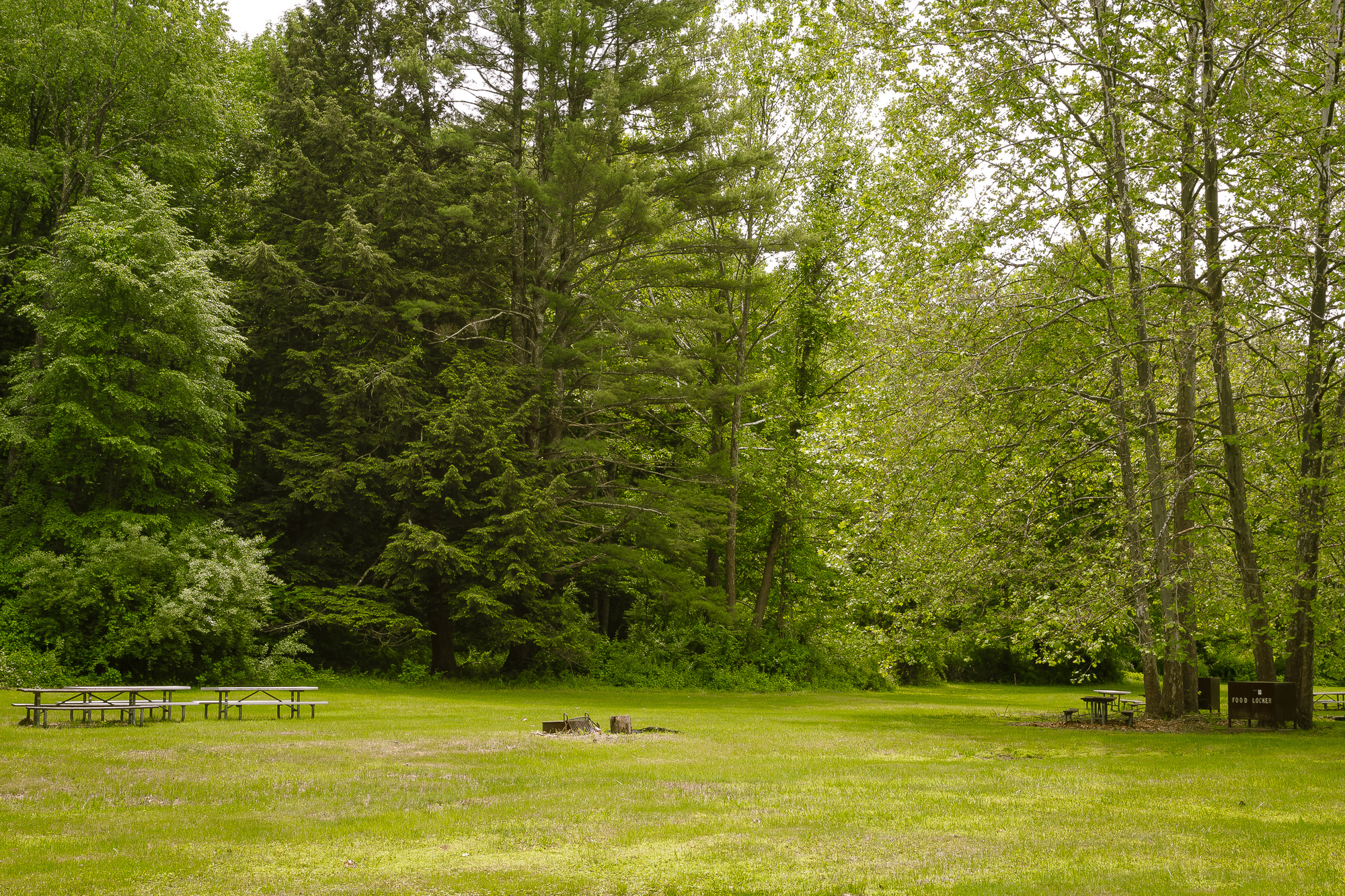A grassy area lined by trees with picnic tables