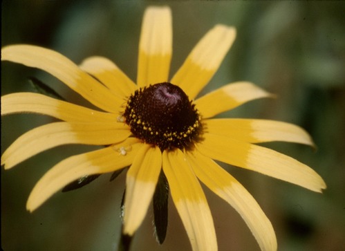 Black-Eyed Susan (Rudbeckia hirta) with spider.