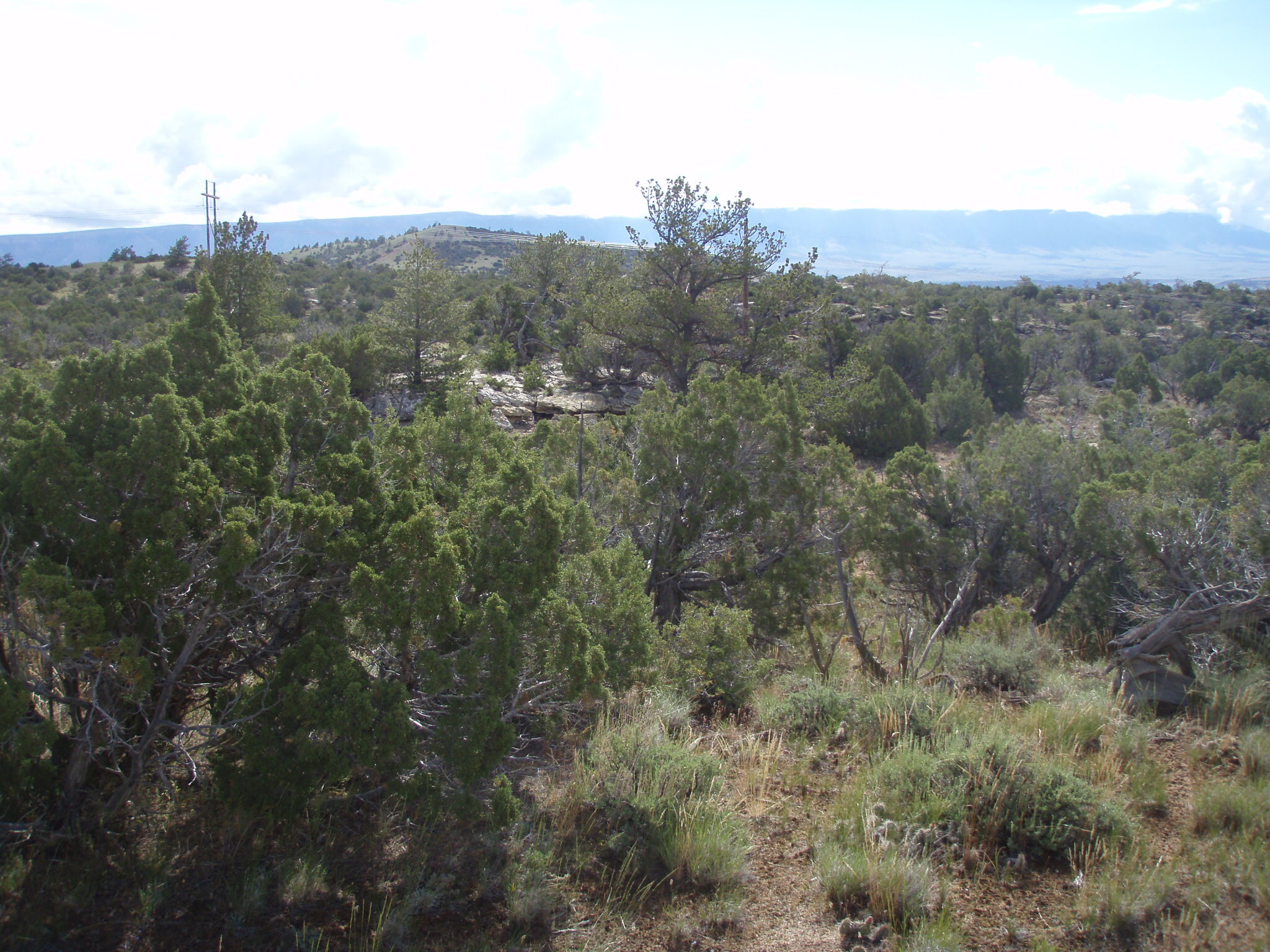 Image of the vegetation and landscape at a monitoring photo point in Bighorn Canyon NRA